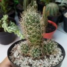 mammillaria elongata Cactus Flower Live Plant - Plant for Your Home Garden