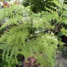 Asparagus plumosus nana Flower Live Plant - Plant for Your Home Garden