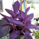 Purple Heart Tradescantia pallida Flower Live Plant - Plant for Your Home Garden