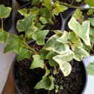 English Ivy Rare Home Flower Live Plant - Plant for Your Home Garden