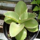 Kalanchoe daigremontiana Rare Home Flower Live Plant - Plant for Your Home Garden