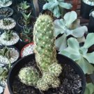 Mammillaria Elongata Green Rare Home Flower Live Plant - Plant for Your Home Garden