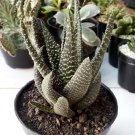 Haworthia fasciata Rare Home Flower Live Plant - Plant for Your Home Garden