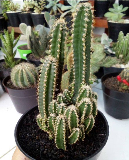 Fairy Castle Cactus Rare Home Flower Live Plant - Plant for Your Home Garden