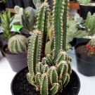 Fairy Castle Cactus Rare Home Flower Live Plant - Plant for Your Home Garden