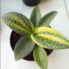 Variegated Leopard Lily Rare Home Flower Live Plant - Plant for Your Home Garden