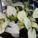 Syngonium Moonshine Rare Home Flower Live Plant - Plant for Your Home Garden