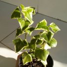 Variegated Wax Ivy Macroglossus Rare Home Flower Live Plant - Plant for Your Home Garden