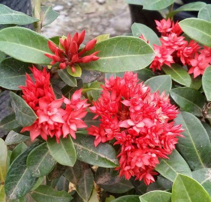 Red Dwarf Ixora Rare Home Flower Live Plant - Plant for Your Home Garden