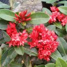Red Dwarf Ixora Rare Home Flower Live Plant - Plant for Your Home Garden