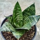 Sansevieria trifasciata hahnii Rare Home Flower Live Plant - Plant for Your Home Garden