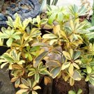 Schefflera Arboricola 'Gold Capella' Rare Home Flower Live Plant - Plant for Your Home Garden