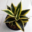 Sansevieria Gold Flame Rare Home Flower Live Plant - Plant for Your Home Garden