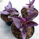 Tradescantia Purple Heart Rare Home Flower Live Plant - Plant for Your Home Garden