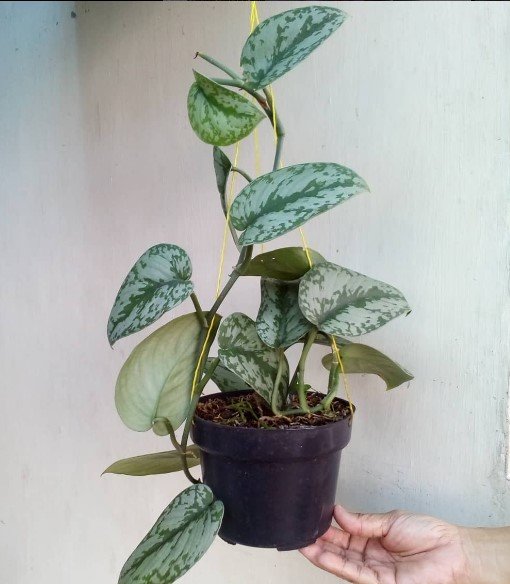 Scindapsus Silver Lady Rare Home Flower Live Plant - Plant for Your Home Garden