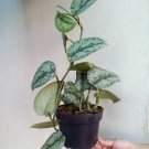 Scindapsus Silver Lady Rare Home Flower Live Plant - Plant for Your Home Garden