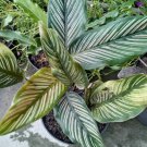 Calathea Ornata prayer Rare Home Flower Live Plant - Plant for Your Home Garden