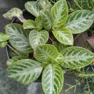 Episcia cupreata Rare Home Flower Live Plant - Plant for Your Home Garden