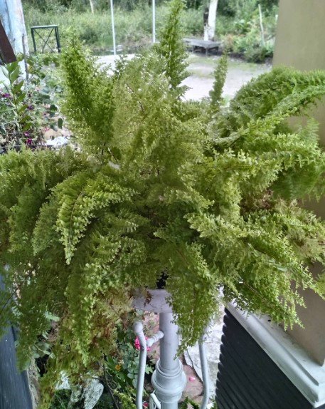 Polypodiophyta Rare Home Flower Live Plant - Plant for Your Home Garden