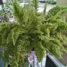 Polypodiophyta Rare Home Flower Live Plant - Plant for Your Home Garden