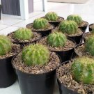 Echinopsis Tubiflora Cactus Rare Home Flower Live Plant - Plant for Your Home Garden