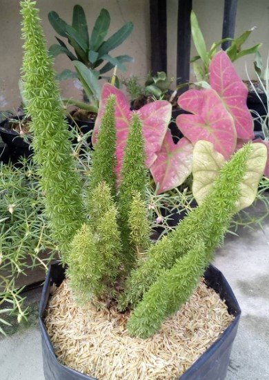Fox Tail Fern Rare Home Flower Live Plant - Plant for Your Home Garden