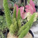 Fox Tail Fern Rare Home Flower Live Plant - Plant for Your Home Garden