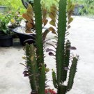 Euphorbia Trigona Cactus Rare Home Flower Live Plant - Plant for Your Home Garden