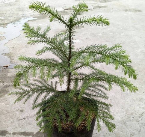 Norfolk Island Pine Tree Rare Home Live Plant - Plant for Your Home Garden