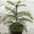 Norfolk Island Pine Tree Rare Home Live Plant - Plant for Your Home Garden