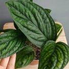 Monstera Peru Karstenianum Rare Home Live Plant - Plant for Your Home Garden