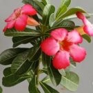 Adenium Obesum Red Rare Home Live Plant - Plant for Your Home Garden
