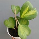 Variegated Hoya Kerrii 'Sweetheart Hoya' Rare Home Live Plant - Plant for Your Home Garden