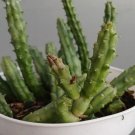 Huernia Schneideriana Cactus Rare Home Live Plant - Plant for Your Home Garden