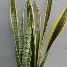 Sansevieria Trifasciata Rare Home Live Plant - Plant for Your Home Garden