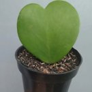 Sweetheart hoya Rare Home Live Plant - Plant for Your Home Garden