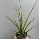 Sansevieria Fernwood Rare Home Live Plant - Plant for Your Home Garden