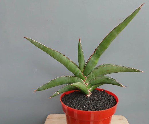 Sansevieria Robusta succulent Rare Home Live Plant - Plant for Your Home Garden