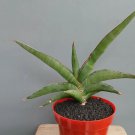 Sansevieria Robusta succulent Rare Home Live Plant - Plant for Your Home Garden