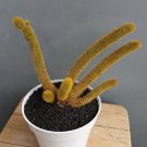 Golden Rat Tail Cactus Rare Home Live Plant - Plant for Your Home Garden