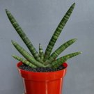 Sansevieria Cylindrica Green Boncel Rare Home Live Plant - Plant for Your Home Garden