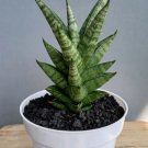 Sansevieria Hybrid Plant Rare Home Live Plant - Plant for Your Home Garden