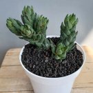 Haworthia Reinwardtii Plant Rare Home Live Plant - Plant for Your Home Garden