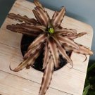 Cryptanthus 'Chocolate Soldier' Plant Rare Home Live Plant - Plant for Your Home Garden