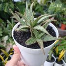 Aloe Pink Blush Plant Rare Home Live Plant - Plant for Your Home Garden