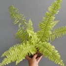 Polypodiophyta Plant Rare Home Live Plant - Plant for Your Home Garden