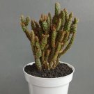 Opuntia Microdasys rufida Plant Rare Home Live Plant - Plant for Your Home Garden