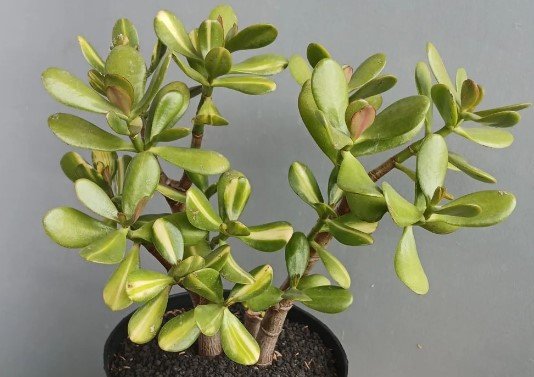 Jade Tree Crassula Ovata Plant Rare Home Live Plant - Plant for Your Home Garden