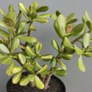 Jade Tree Crassula Ovata Plant Rare Home Live Plant - Plant for Your Home Garden
