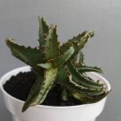 Aloe Castilloniae Plant Rare Home Live Plant - Plant for Your Home Garden